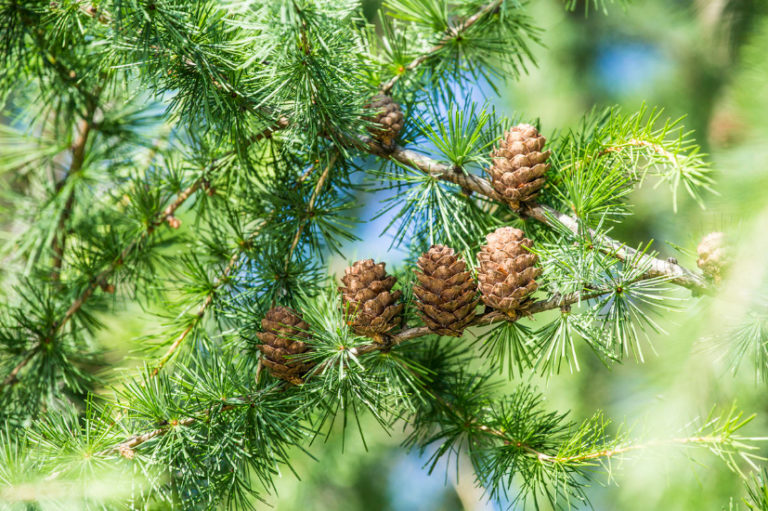 Larch And Other Deciduous Conifers Types And Features Of Cultivation
