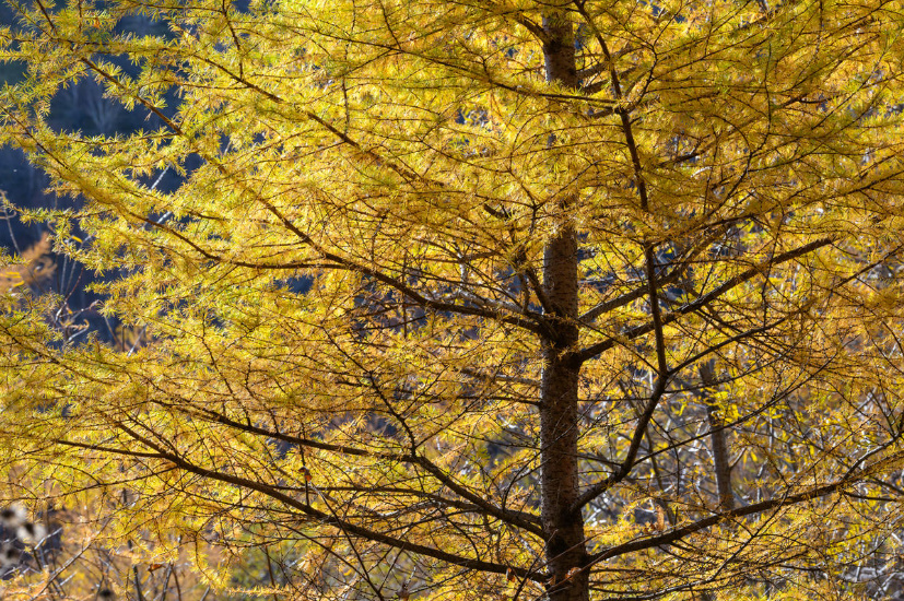 Larch And Other Deciduous Conifers: Types And Features Of Cultivation