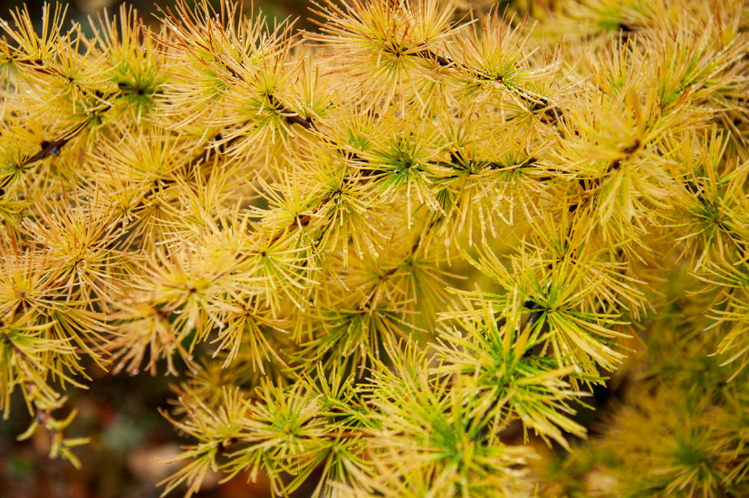Larch And Other Deciduous Conifers: Types And Features Of Cultivation