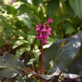 Medicinal Properties Of Badan And Contraindications To Its Use