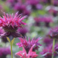 Monarda: Useful Properties And Contraindications