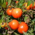 Phytophthora: Everything You Wanted To Know About Her, And What You May Not Even Have Guessed