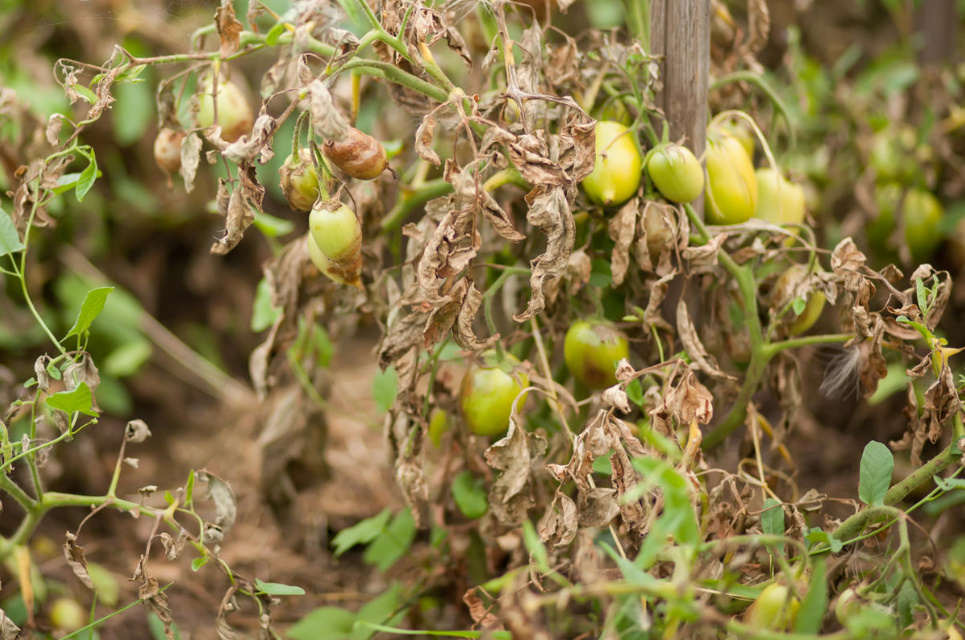 Phytophthora: Everything You Wanted To Know About Her, And What You May Not Even Have Guessed