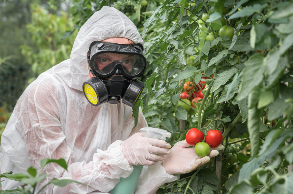 Phytophthora: Everything You Wanted To Know About Her, And What You May Not Even Have Guessed
