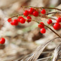 Poisonous Plants: Which Flowers And Herbs From The Summer House Are Dangerous