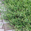 Polygonum Aviculare: Medicinal Properties And Contraindications