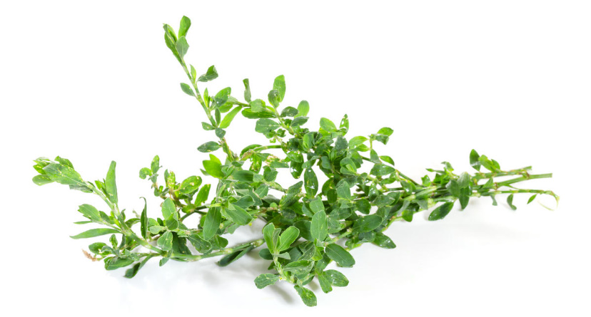 Polygonum Aviculare: Medicinal Properties And Contraindications