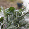 Salvia Officinalis: Medicinal Properties And Contraindications