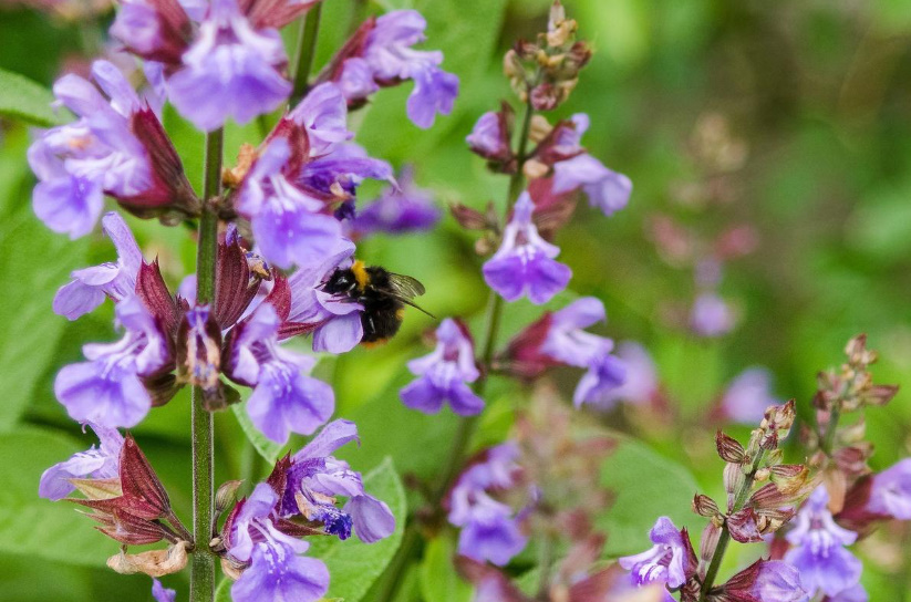 Salvia Officinalis: Medicinal Properties And Contraindications