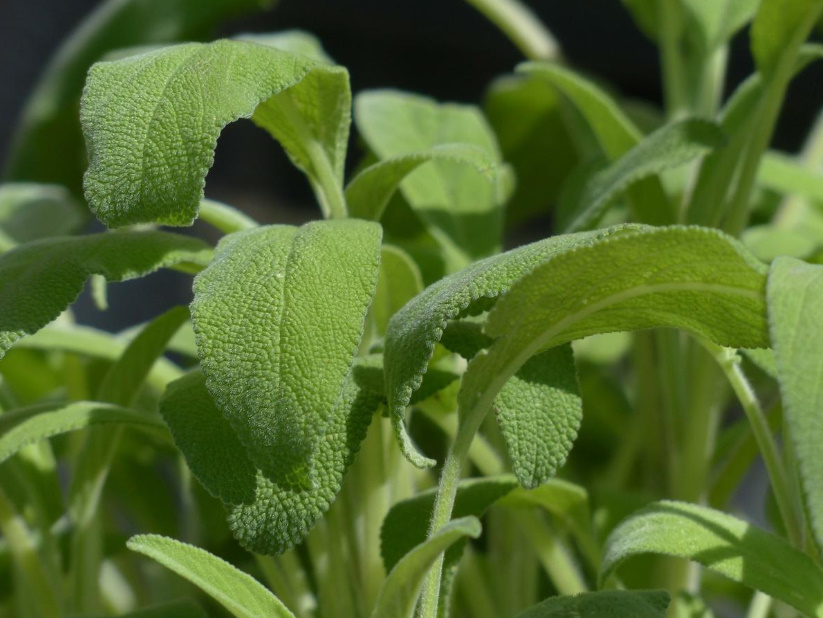 Salvia Officinalis: Medicinal Properties And Contraindications