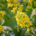 Siderates In Autumn: What To Sow To Improve The Soil On The Site