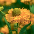 The Most Beautiful Heleniums And The Secrets Of Their Abundant Flowering