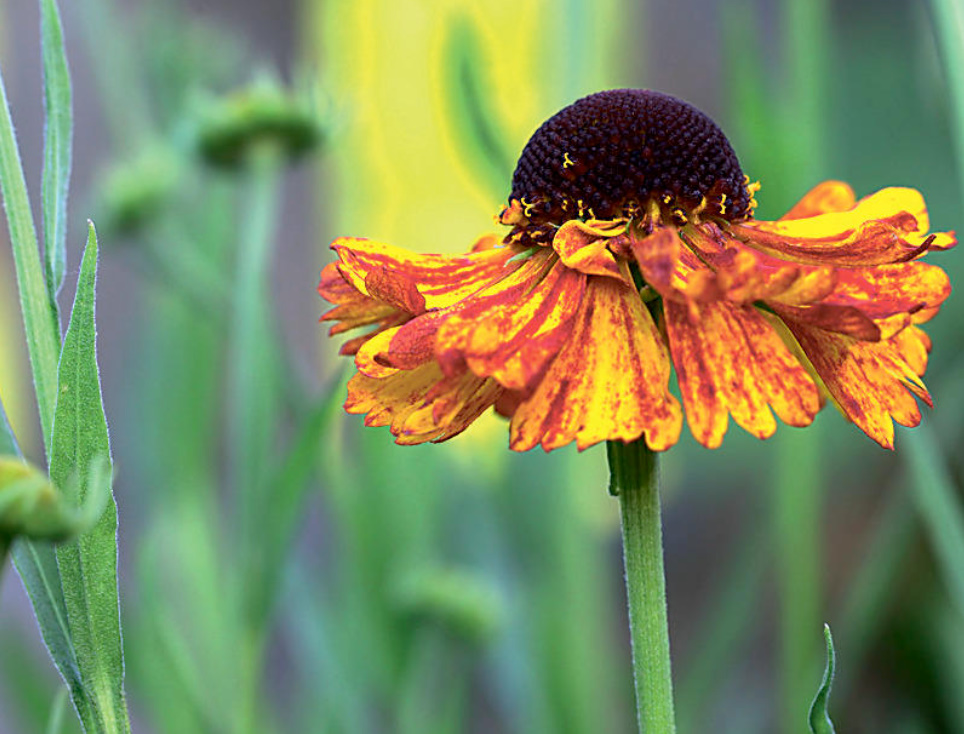 The Most Beautiful Heleniums And The Secrets Of Their Abundant Flowering