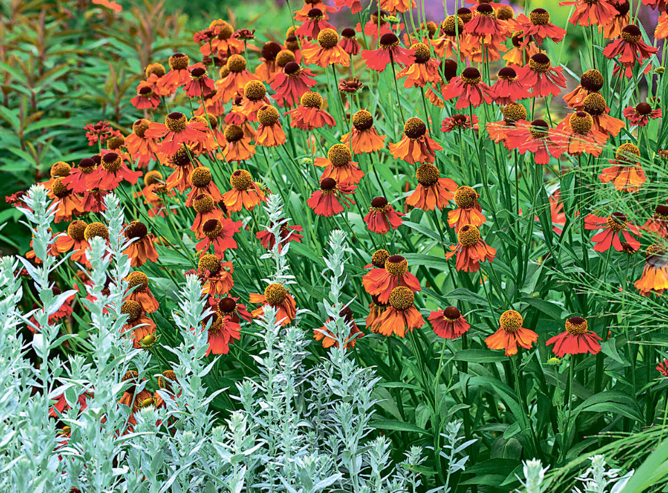 The Most Beautiful Heleniums And The Secrets Of Their Abundant Flowering