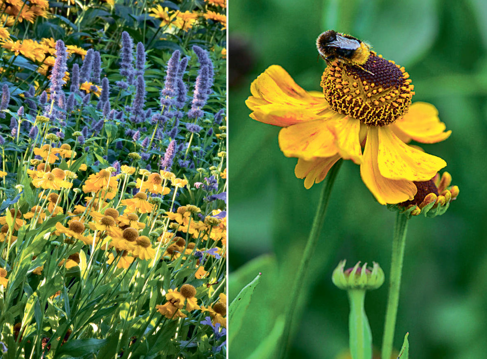 The Most Beautiful Heleniums And The Secrets Of Their Abundant Flowering