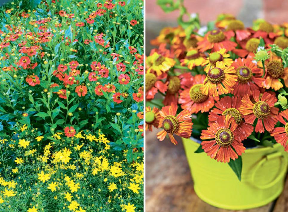The Most Beautiful Heleniums And The Secrets Of Their Abundant Flowering