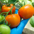 Tomato Care In August