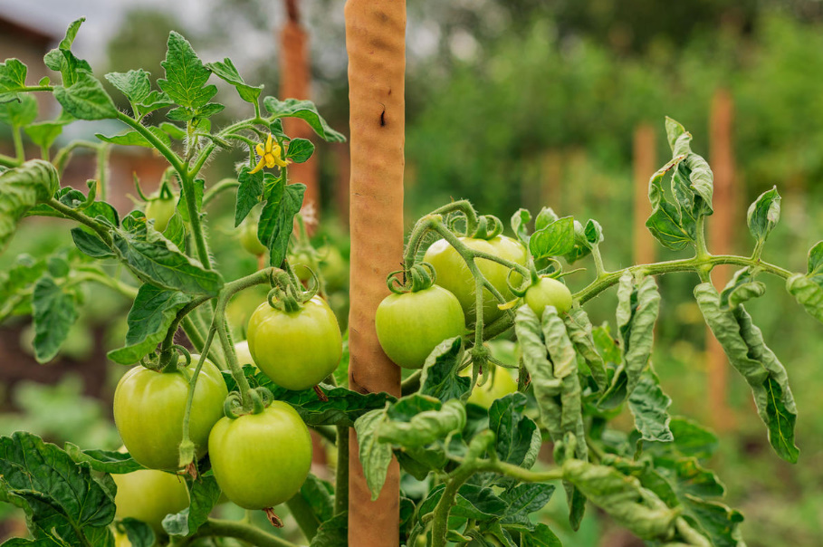 Tomato Care In August