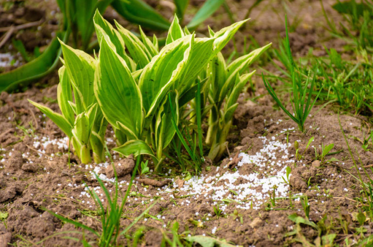 Urea Top Dressing When And How Much To Apply Best Landscape Ideas