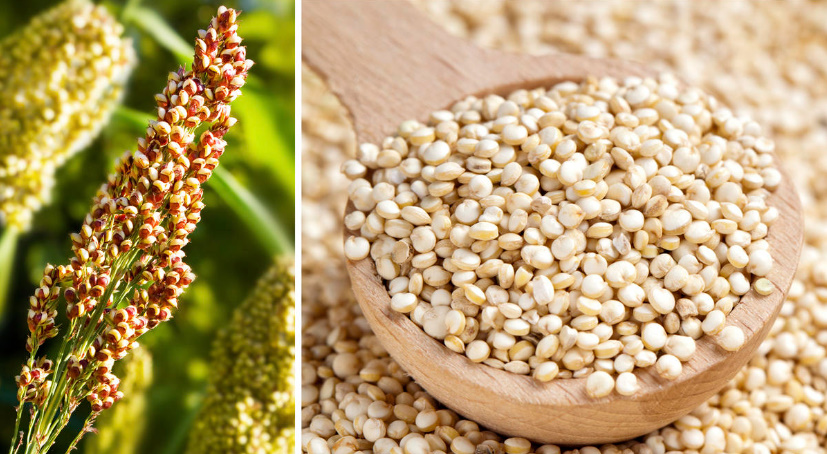 What Cereals Are Made Of: Semolina, Millet, Bulgur And Others