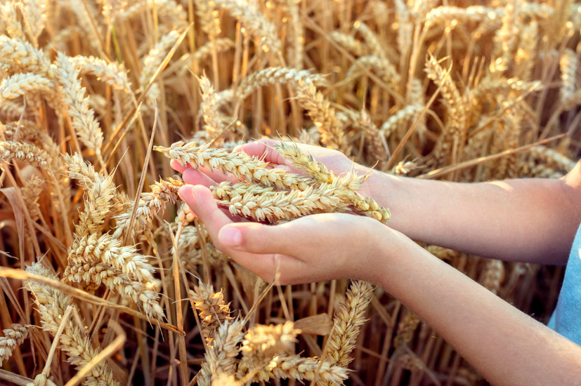 What Cereals Are Made Of: Semolina, Millet, Bulgur And Others