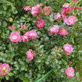 What Top Dressing Roses Need: 10 Rules For Fertilizing