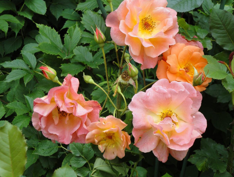 What Top Dressing Roses Need: 10 Rules For Fertilizing