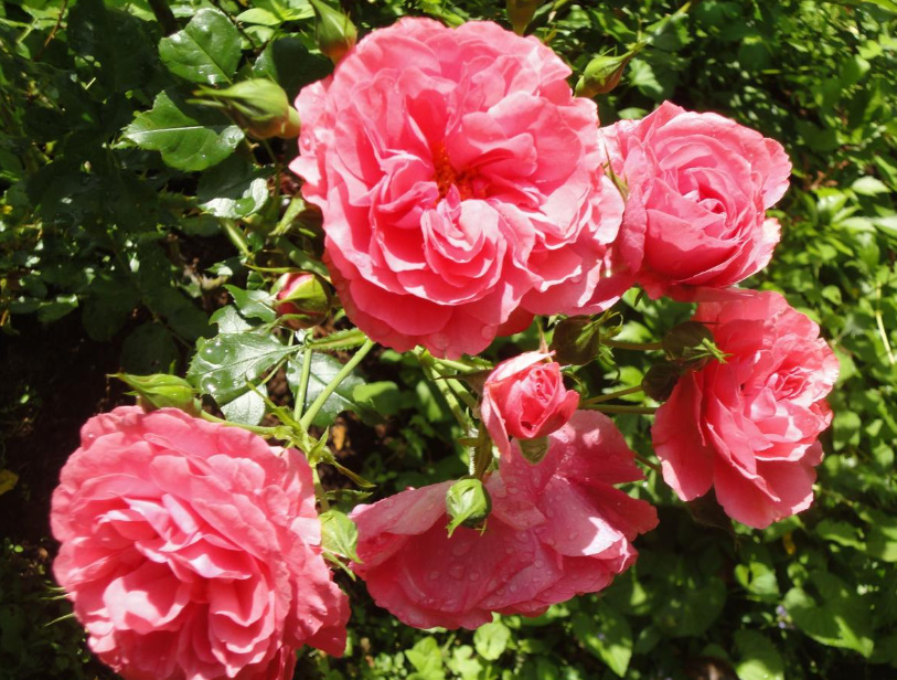 What Top Dressing Roses Need: 10 Rules For Fertilizing