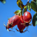 When And How To Collect Rosehip