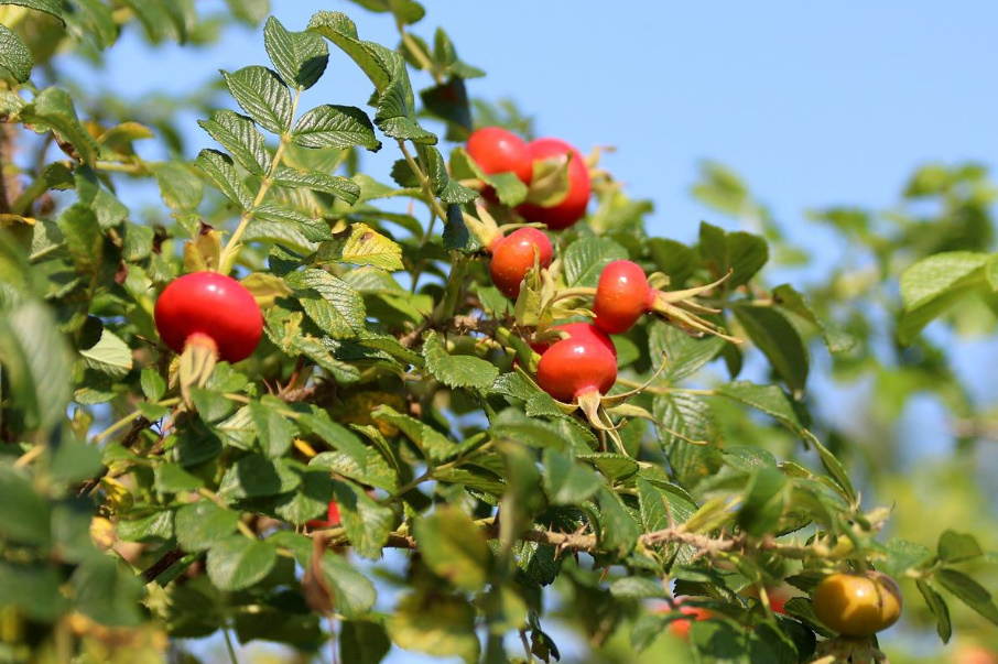 When And How To Collect Rosehip
