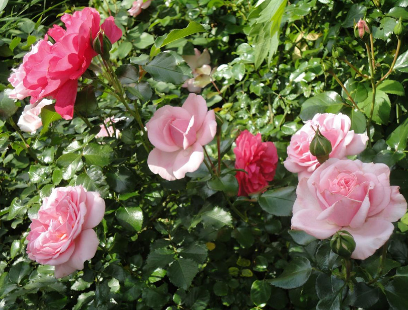 When And What To Feed The Roses — In Spring, Summer And Autumn (Part 2)