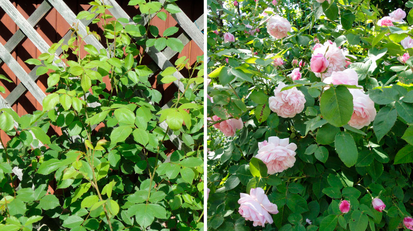 When And What To Feed The Roses — In Spring, Summer And Autumn (Part 2)