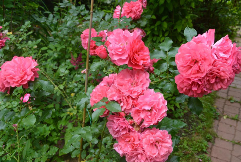 When And What To Feed The Roses — In Spring, Summer And Autumn (Part 2)