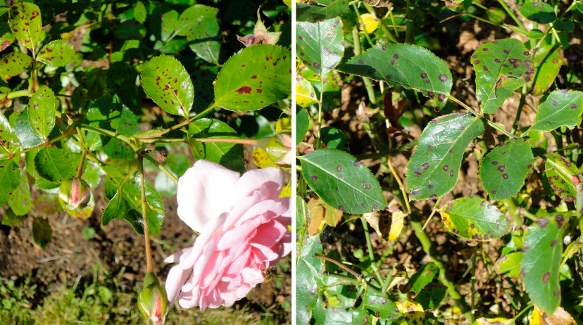When And What To Feed The Roses — In Spring, Summer And Autumn (Part 2)