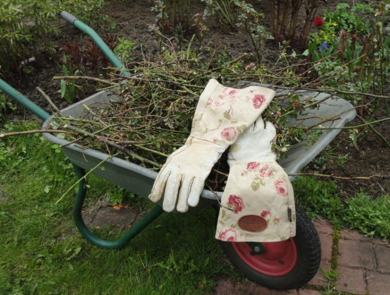 When And What To Feed The Roses — In Spring, Summer And Autumn (Part 1