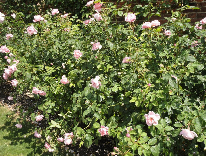 When And What To Feed The Roses — In Spring, Summer And Autumn (Part 2)