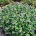 Where To Plant Geraniums: 20 Simple Ideas (Part 1)