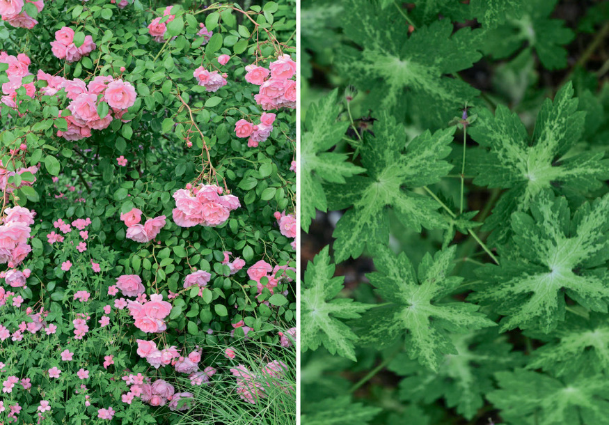 Where To Plant Geraniums: 20 Simple Ideas (Part 1)