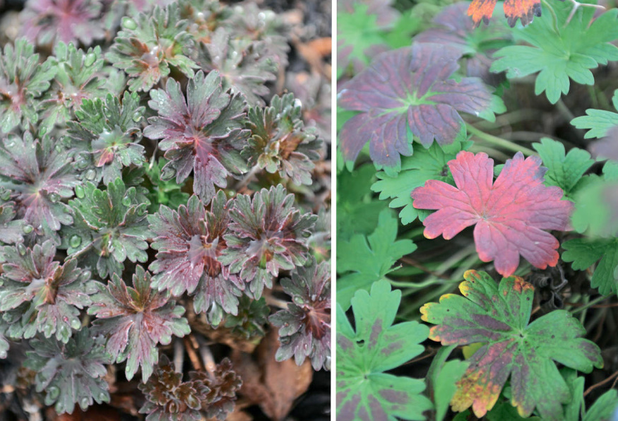 Where To Plant Geraniums: 20 Simple Ideas (Part 1)