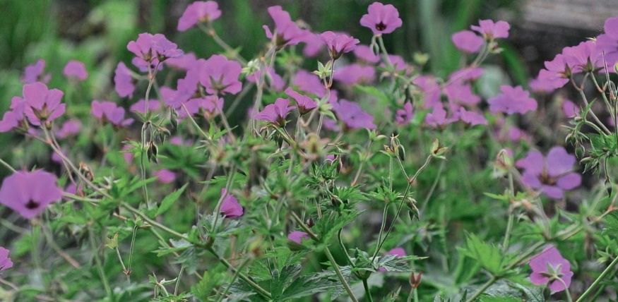 Where To Plant Geraniums: 20 Simple Ideas (Part 1)