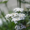 Yarrow: Useful Properties And Contraindications