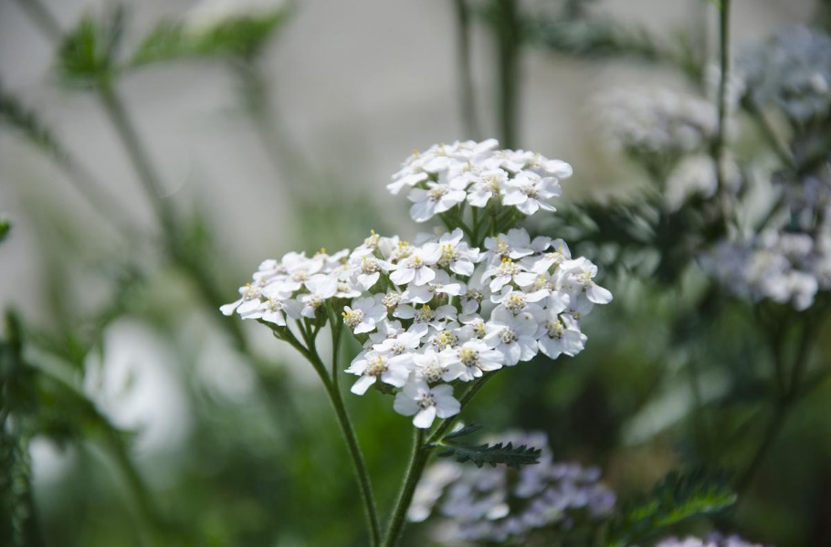 Yarrow: Useful Properties And Contraindications - Best Landscape Ideas