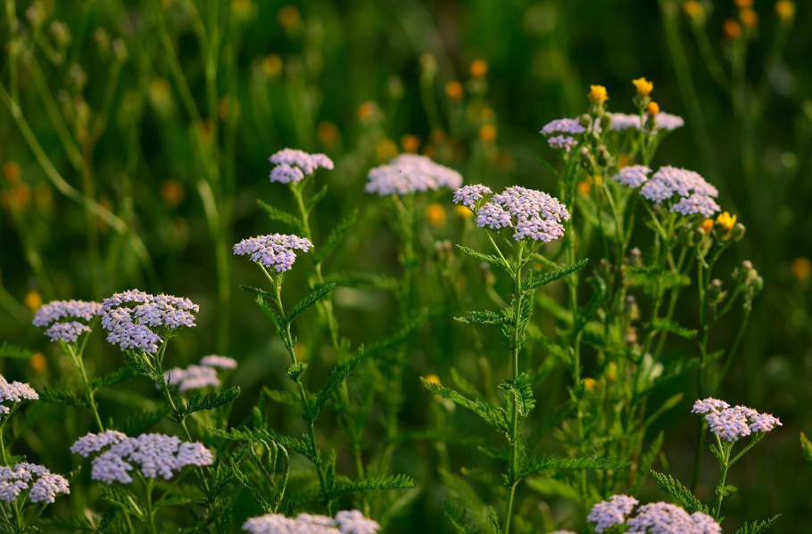 Yarrow: Useful Properties And Contraindications