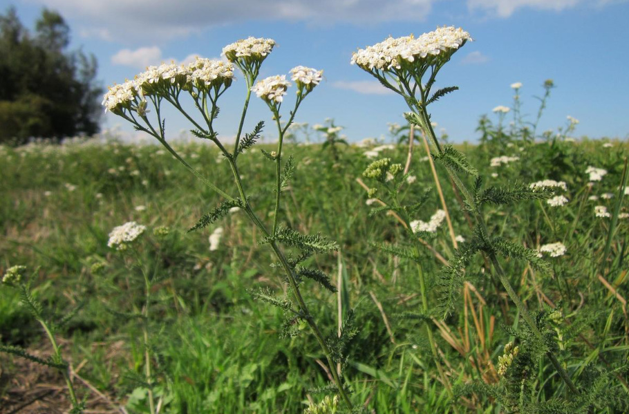 Yarrow: Useful Properties And Contraindications