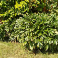 Peonies In Autumn: When To Transplant And How To Prepare For Winter
