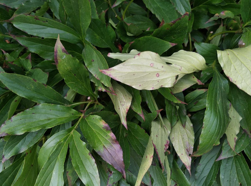 Peonies In Autumn: When To Transplant And How To Prepare For Winter