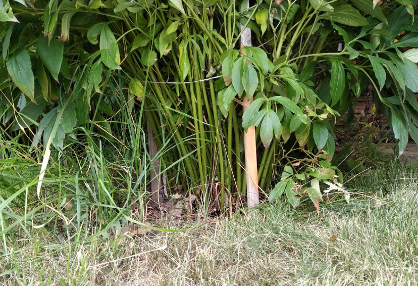 Peonies In Autumn: When To Transplant And How To Prepare For Winter