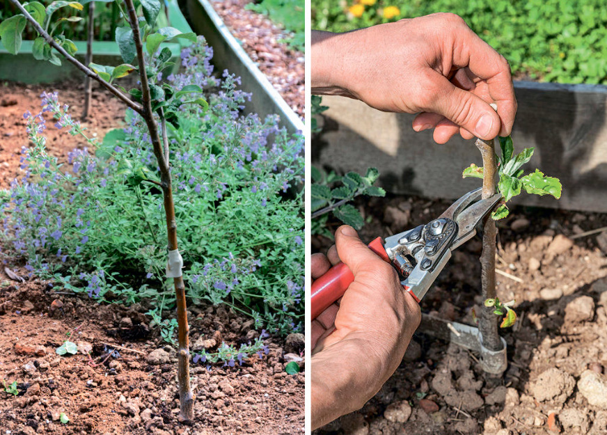 Apple Tree Grafting: How To Do Oculation In Autumn