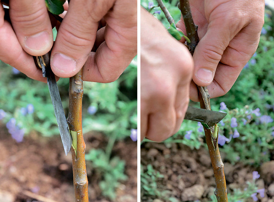 Apple Tree Grafting: How To Do Oculation In Autumn