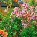 Autumn Anemones: Where To Plant And How To Propagate